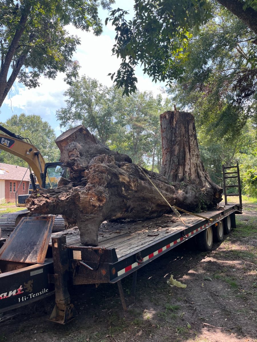 Huge tree stump and root ball strapped to a flatbed trailer beside a CAT excavator after removal